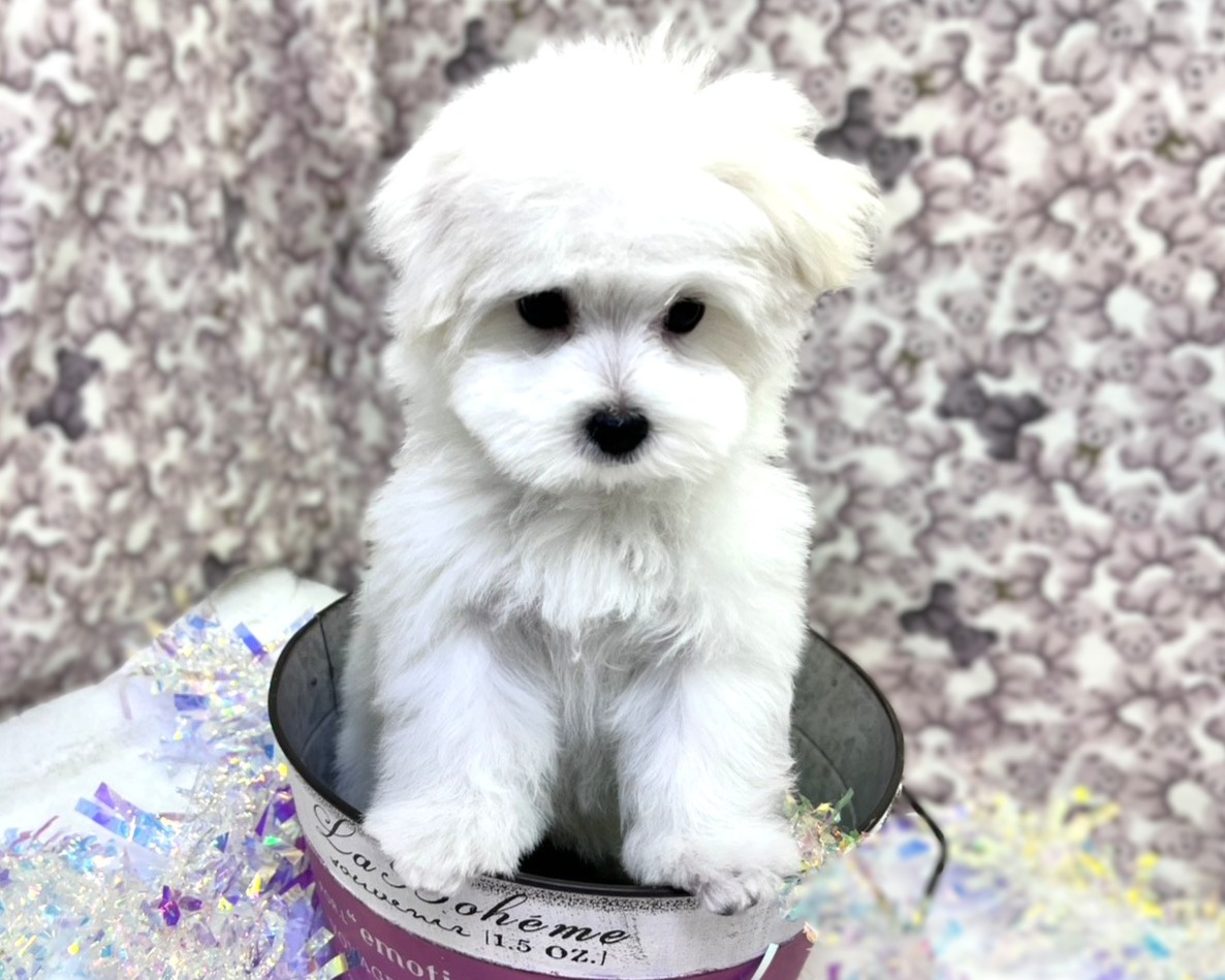 茨城県のマルチーズ (かねだいペットトライアル利根川/2025年10月31日生まれ/男の子/ホワイト)の子犬の3枚目の画像