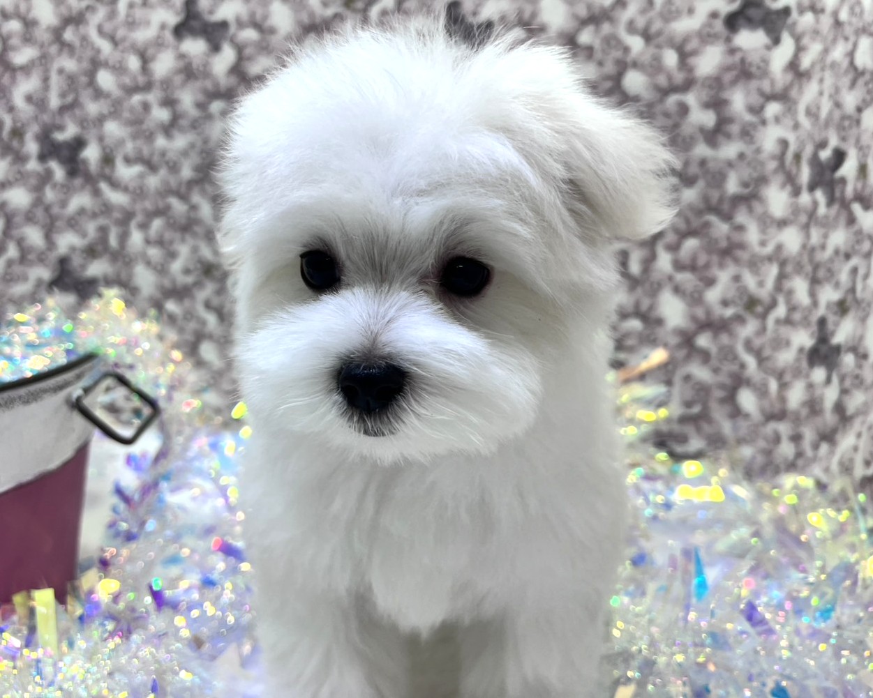 茨城県のマルチーズ (かねだいペットトライアル利根川/2025年10月31日生まれ/男の子/ホワイト)の子犬の4枚目の画像