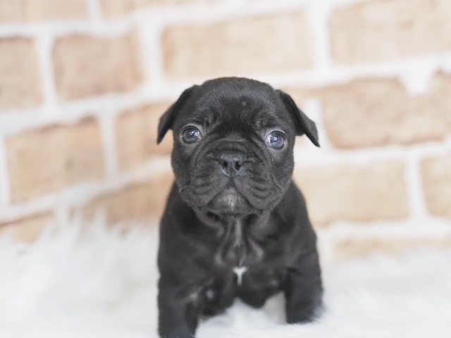 埼玉県のフレンチブルドッグ (かねだい戸田店/2025年11月27日生まれ/男の子/ブラック)の子犬の1枚目の画像