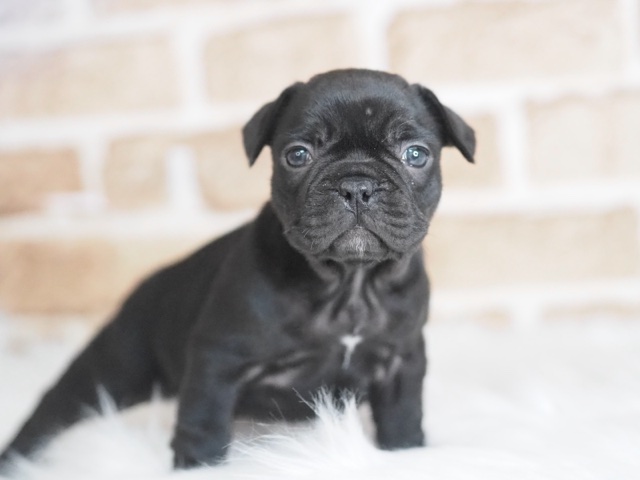 埼玉県のフレンチブルドッグ (かねだい戸田店/2025年11月27日生まれ/男の子/ブラック)の子犬の2枚目の画像
