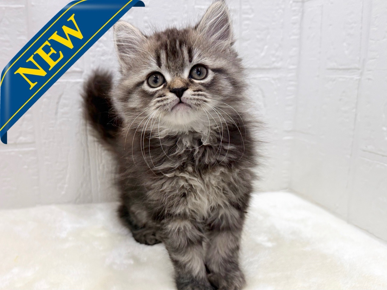 東京都のミヌエット (かねだい青梅店/2025年11月24日生まれ/男の子/ブラウンタビー)の子猫の1枚目の画像