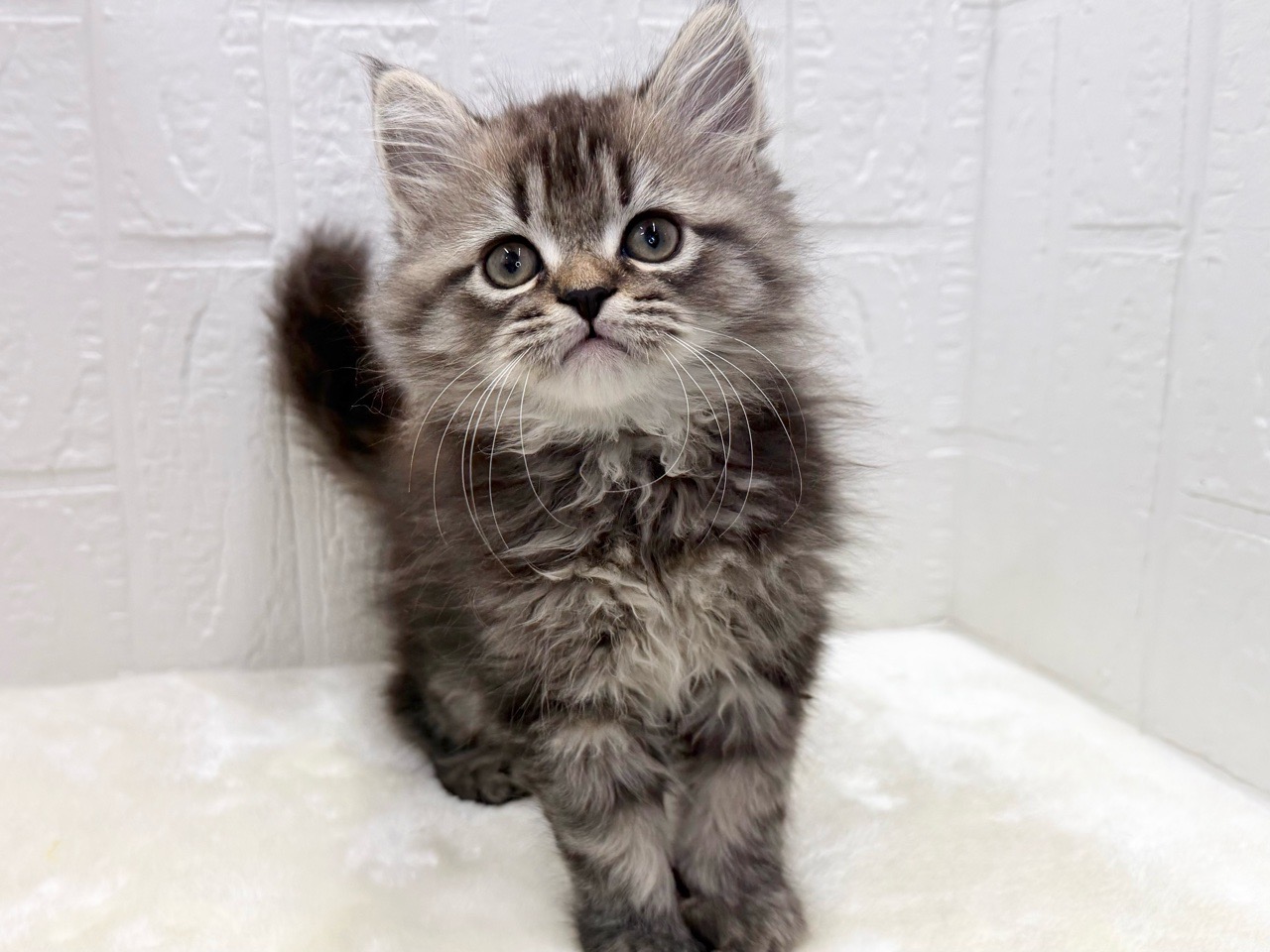 東京都のミヌエット (かねだい青梅店/2025年11月24日生まれ/男の子/ブラウンタビー)の子猫の2枚目の画像