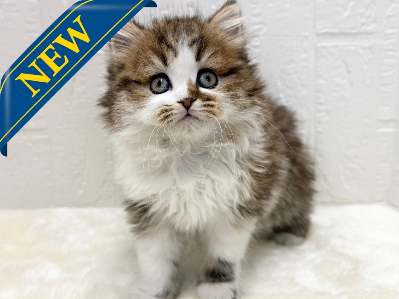 東京都のミヌエット (かねだい青梅店/2025年12月1日生まれ/女の子/ブラウンタビーホワイト)の子猫の1枚目の画像