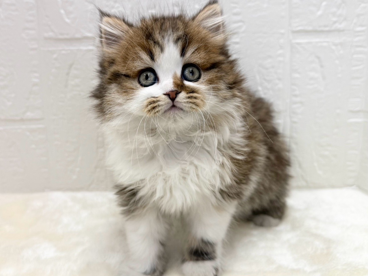 東京都のミヌエット (かねだい青梅店/2025年12月1日生まれ/女の子/ブラウンタビーホワイト)の子猫の2枚目の画像