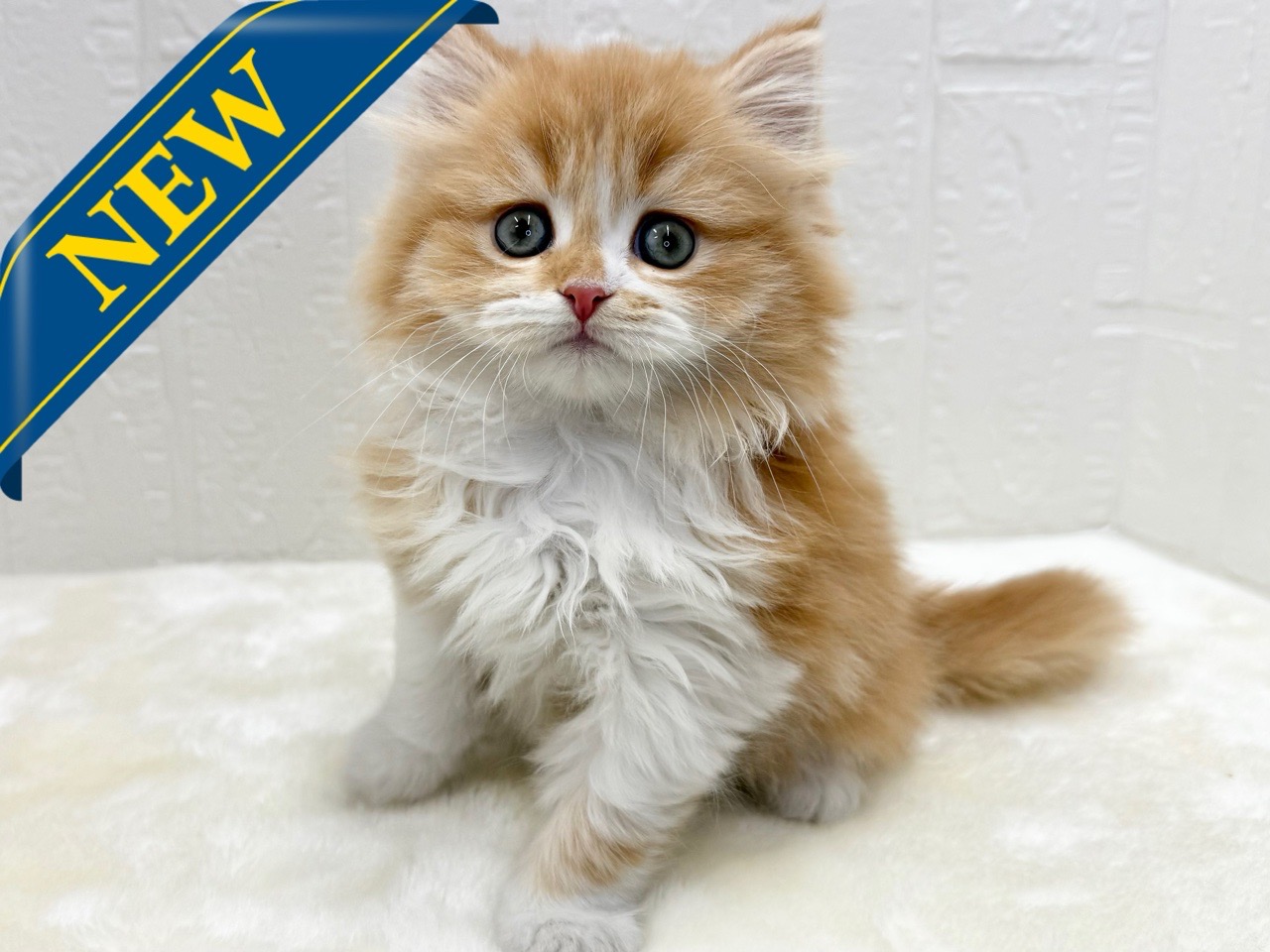 東京都のミヌエット (かねだい青梅店/2025年12月1日生まれ/男の子/レッドタビーホワイト)の子猫の1枚目の画像