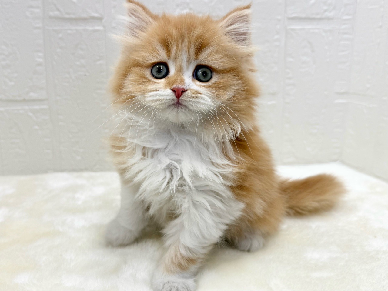 東京都のミヌエット (かねだい青梅店/2025年12月1日生まれ/男の子/レッドタビーホワイト)の子猫の2枚目の画像