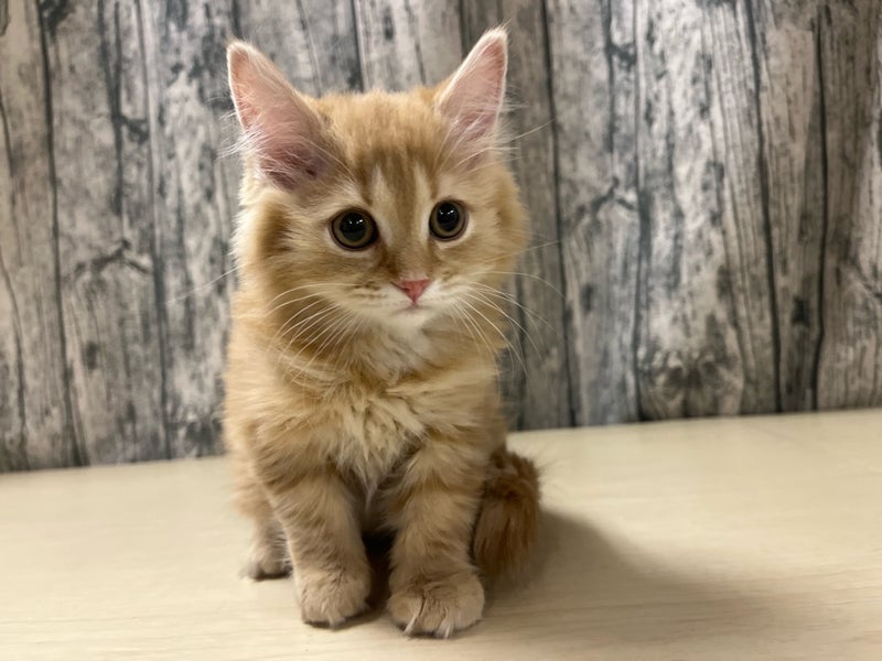 埼玉県のマンチカン (かねだいアクアパーク店/2025年11月23日生まれ/女の子/レッドタビー)の子猫