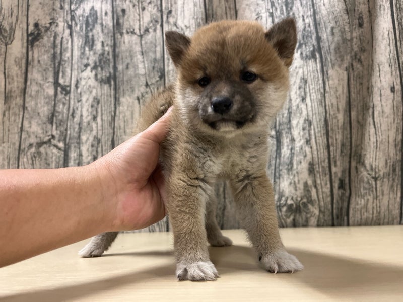 埼玉県の柴犬(標準サイズ) (かねだいアクアパーク店/2025年12月1日生まれ/女の子/赤)の子犬
