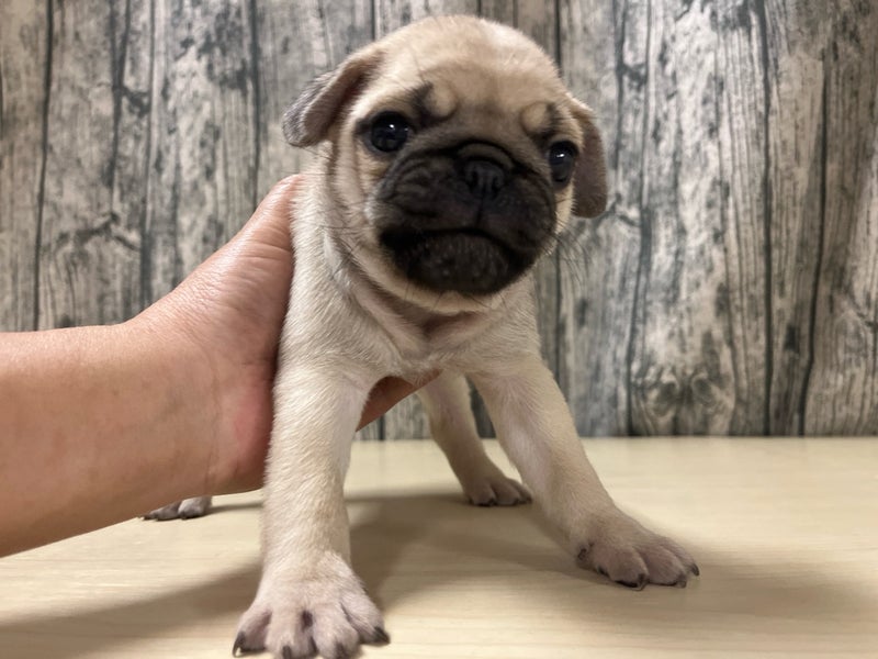 埼玉県のパグ (かねだいアクアパーク店/2025年12月2日生まれ/男の子/フォーン)の子犬