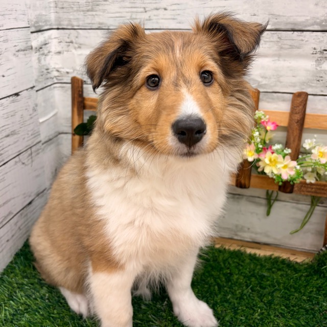 埼玉県のシェットランドシープドッグ (かねだい所沢店/2025年11月28日生まれ/女の子/セーブルホワイト)の子犬の1枚目の画像