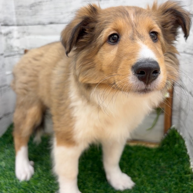 埼玉県のシェットランドシープドッグ (かねだい所沢店/2025年11月28日生まれ/女の子/セーブルホワイト)の子犬の2枚目の画像