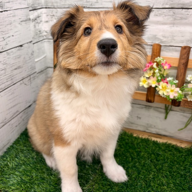 埼玉県のシェットランドシープドッグ (かねだい所沢店/2025年11月28日生まれ/女の子/セーブルホワイト)の子犬の3枚目の画像