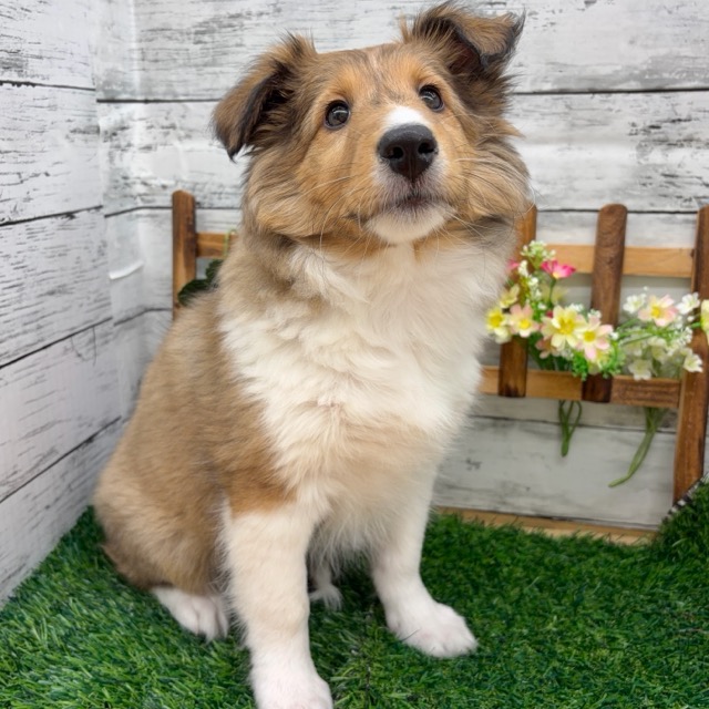 埼玉県のシェットランドシープドッグ (かねだい所沢店/2025年11月28日生まれ/女の子/セーブルホワイト)の子犬の4枚目の画像