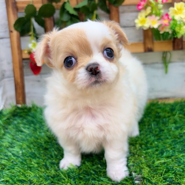 埼玉県のチワワ(ロング) (かねだい所沢店/2025年11月30日生まれ/男の子/ホワイトクリーム)の子犬の1枚目の画像