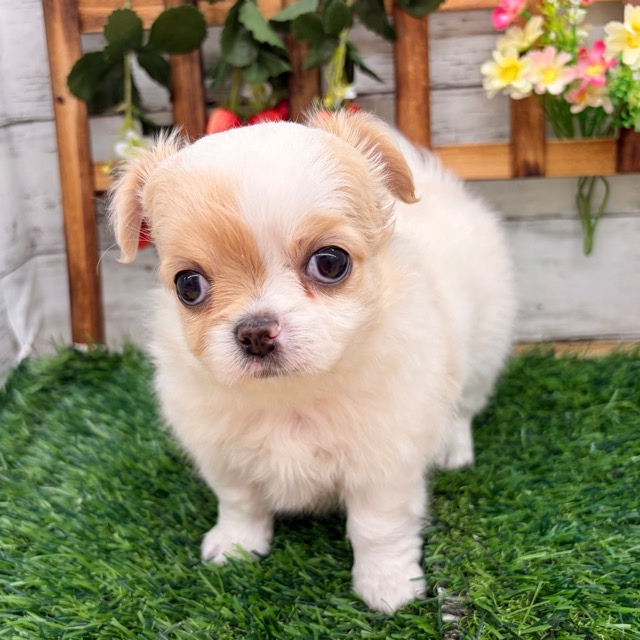 埼玉県のチワワ(ロング) (かねだい所沢店/2025年11月30日生まれ/男の子/ホワイトクリーム)の子犬の2枚目の画像