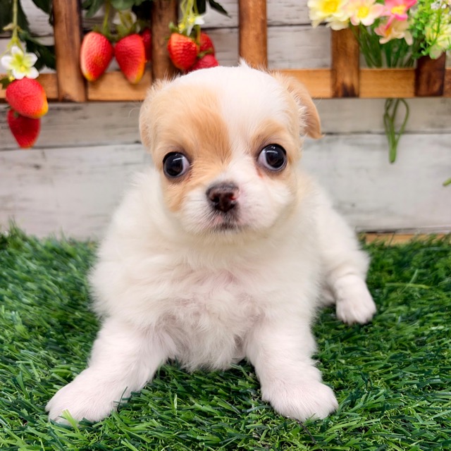 埼玉県のチワワ(ロング) (かねだい所沢店/2025年11月30日生まれ/男の子/ホワイトクリーム)の子犬の3枚目の画像