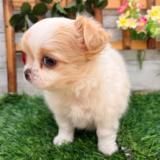 埼玉県のチワワ(ロング) (かねだい所沢店/2025年11月30日生まれ/男の子/ホワイトクリーム)の子犬の4枚目の画像