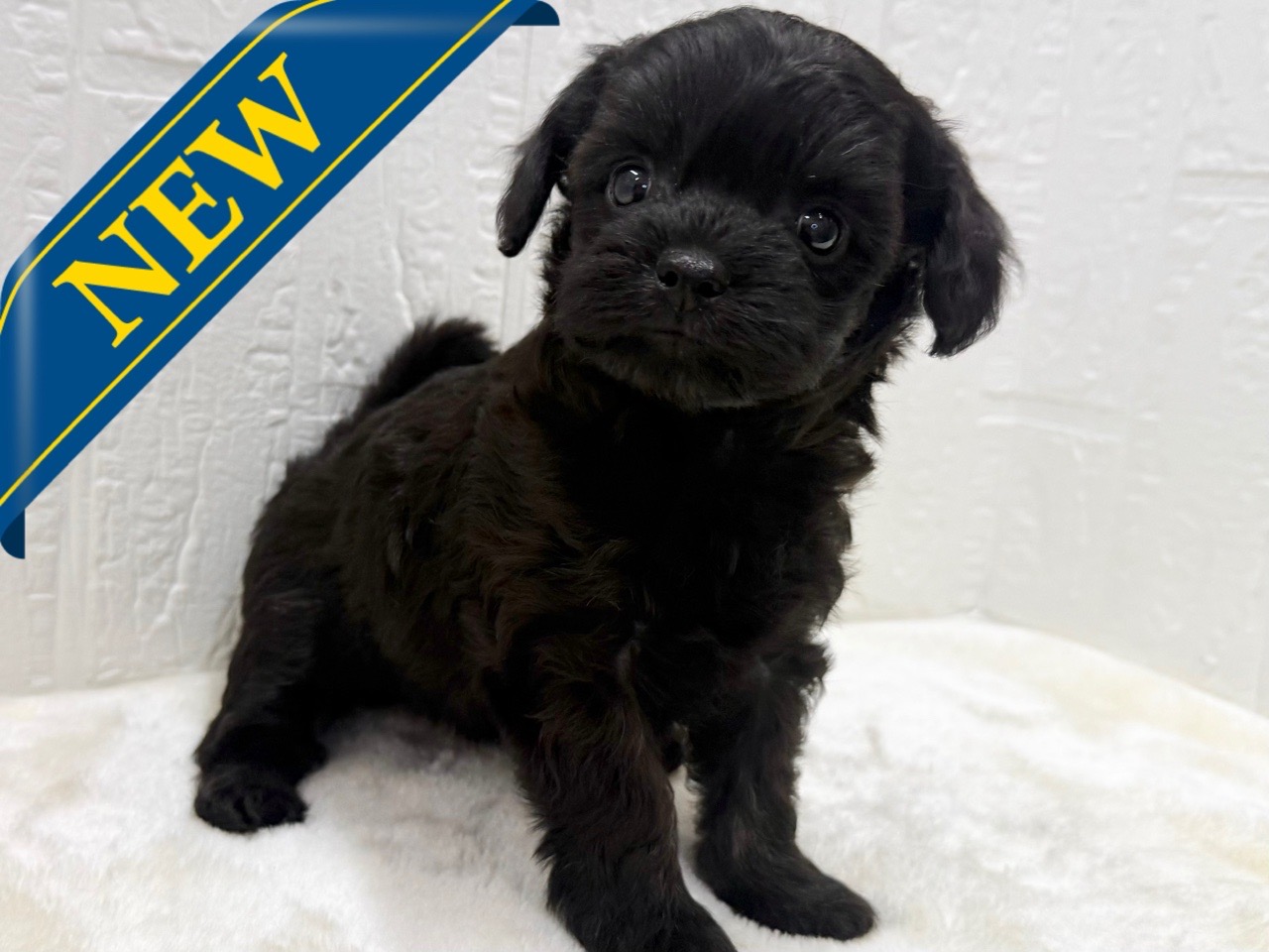 東京都のチワプー/プーチー(チワワ×プードル) (かねだい青梅店/2025年12月2日生まれ/女の子/ブラック)の子犬の1枚目の画像