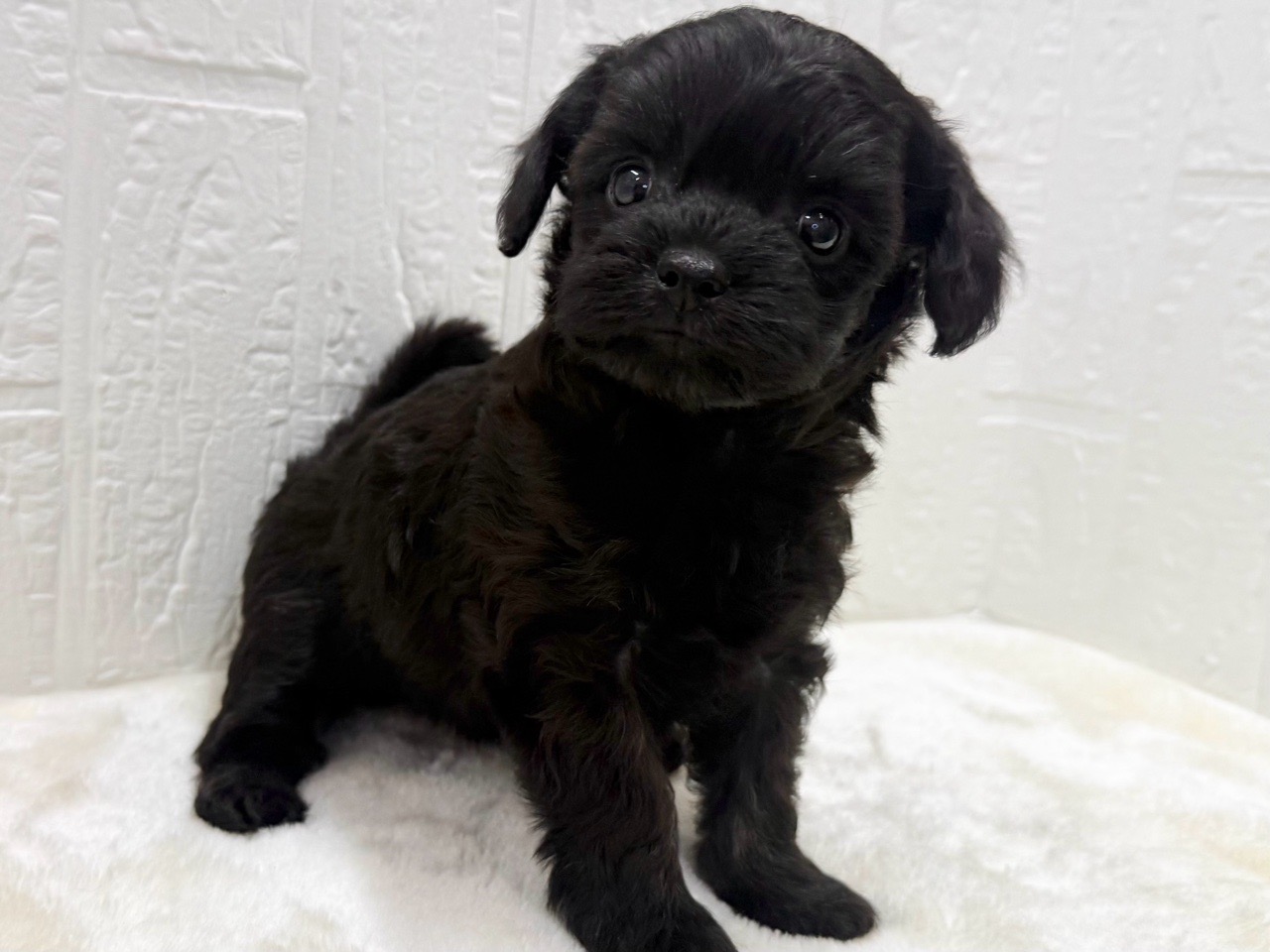 東京都のチワプー/プーチー(チワワ×プードル) (かねだい青梅店/2025年12月2日生まれ/女の子/ブラック)の子犬の2枚目の画像