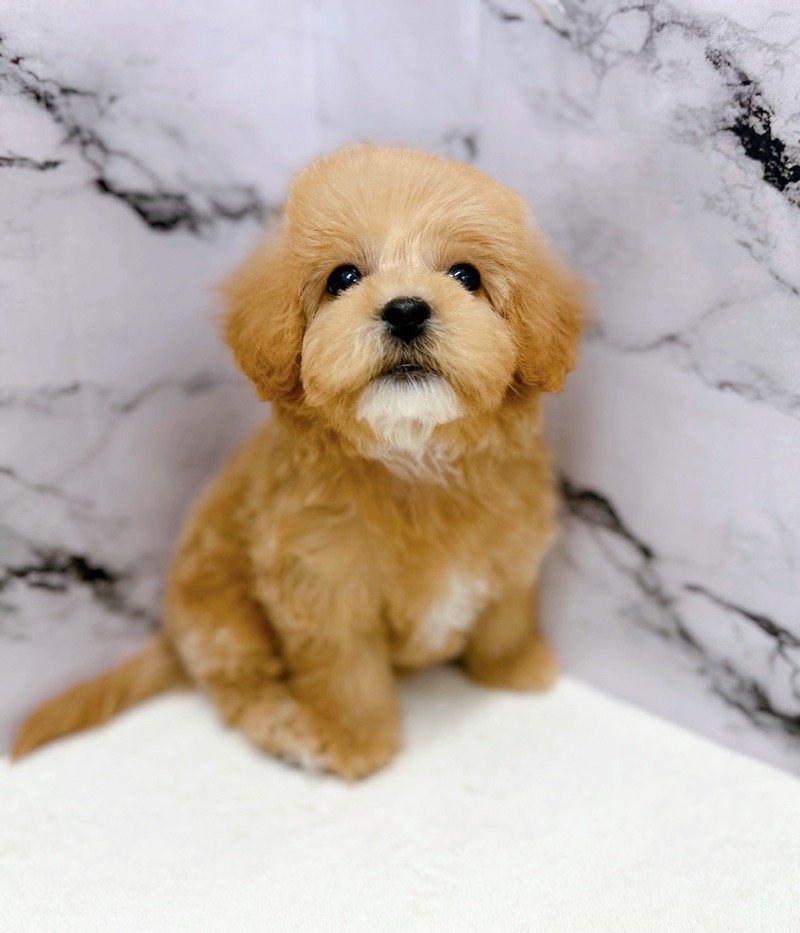 神奈川県のマルプー(マルチーズ×プードル) (かねだい東戸塚店/2025年11月15日生まれ/女の子/アプリコット)の子犬の1枚目の画像