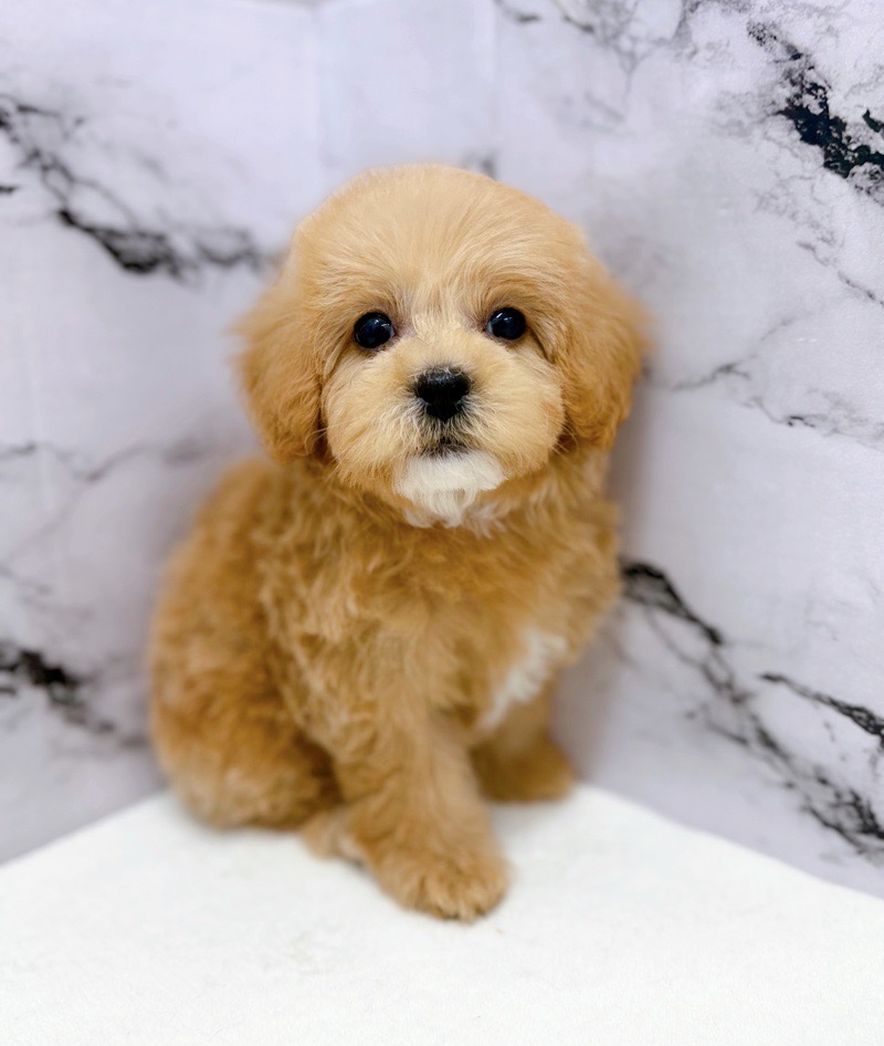 神奈川県のマルプー(マルチーズ×プードル) (かねだい東戸塚店/2025年11月15日生まれ/女の子/アプリコット)の子犬の2枚目の画像