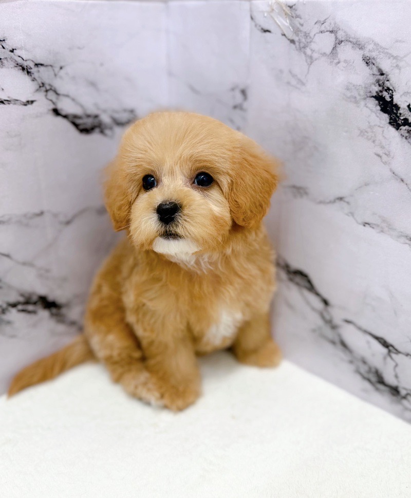 神奈川県のマルプー(マルチーズ×プードル) (かねだい東戸塚店/2025年11月15日生まれ/女の子/アプリコット)の子犬の4枚目の画像