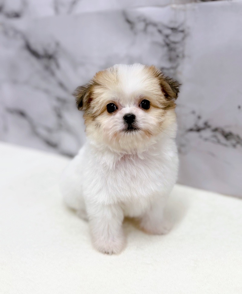 神奈川県のチワプー/プーチー(チワワ×プードル) (かねだい東戸塚店/2025年11月16日生まれ/男の子/パーティーカラー)の子犬の1枚目の画像