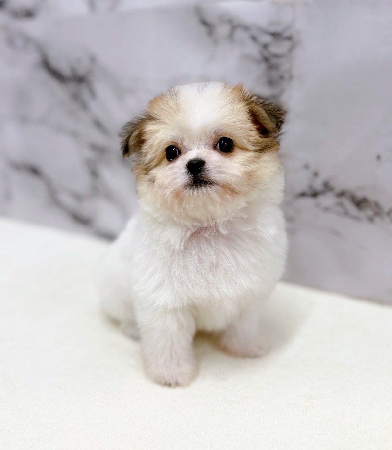 神奈川県のチワプー/プーチー(チワワ×プードル) (かねだい東戸塚店/2025年11月16日生まれ/男の子/パーティーカラー)の子犬の2枚目の画像