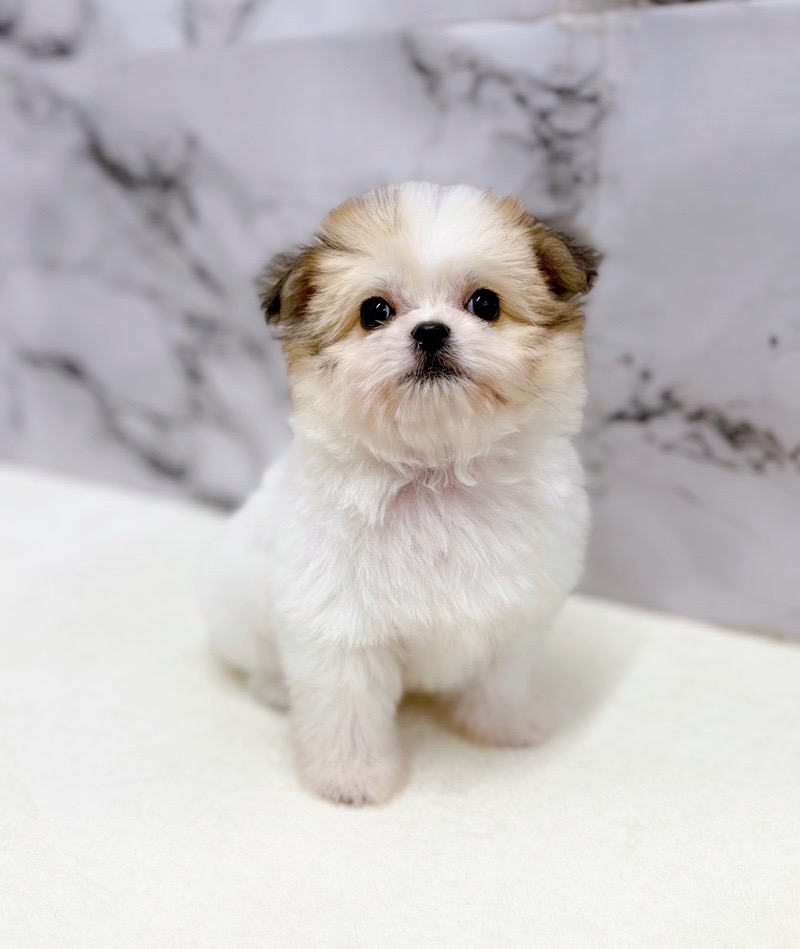 神奈川県のチワプー/プーチー(チワワ×プードル) (かねだい東戸塚店/2025年11月16日生まれ/男の子/パーティーカラー)の子犬の3枚目の画像