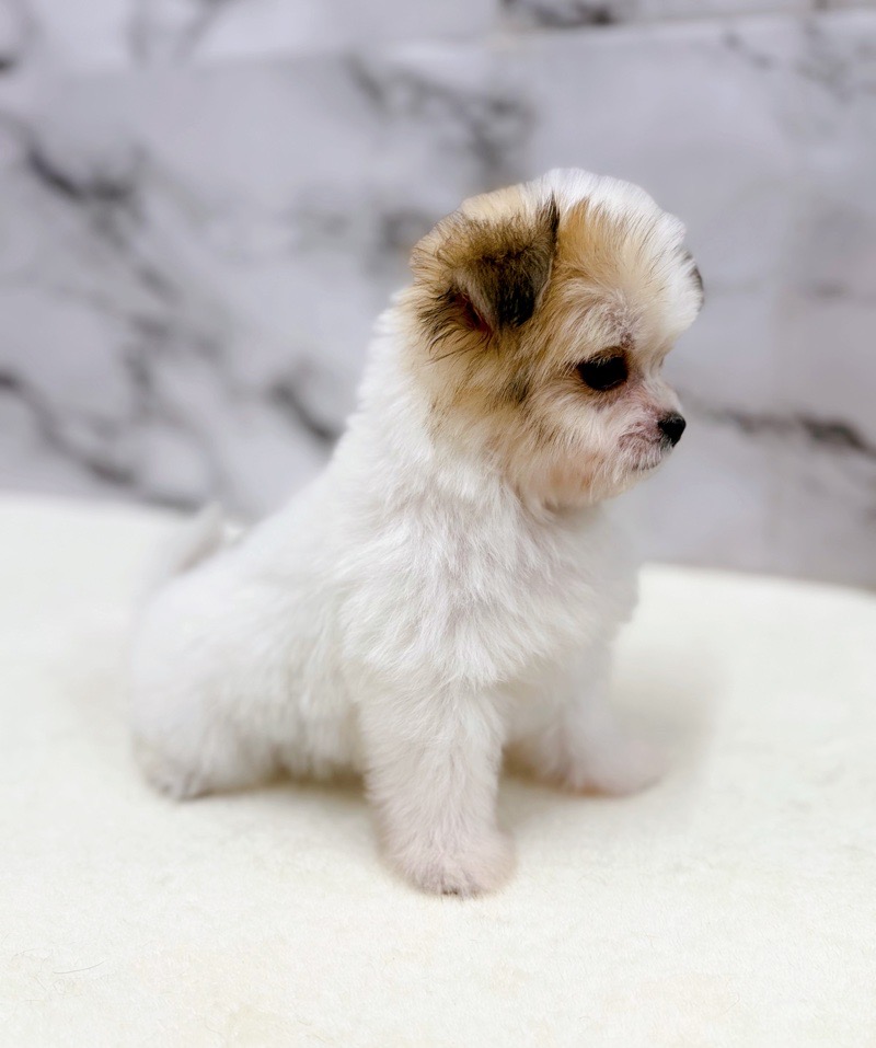 神奈川県のチワプー/プーチー(チワワ×プードル) (かねだい東戸塚店/2025年11月16日生まれ/男の子/パーティーカラー)の子犬の4枚目の画像