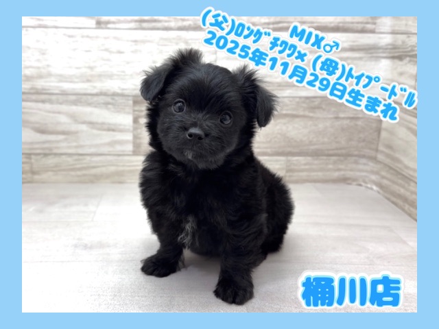 埼玉県のチワプー/プーチー(チワワ×プードル) (かねだい桶川店/2025年11月29日生まれ/男の子/ブラック)の子犬の1枚目の画像