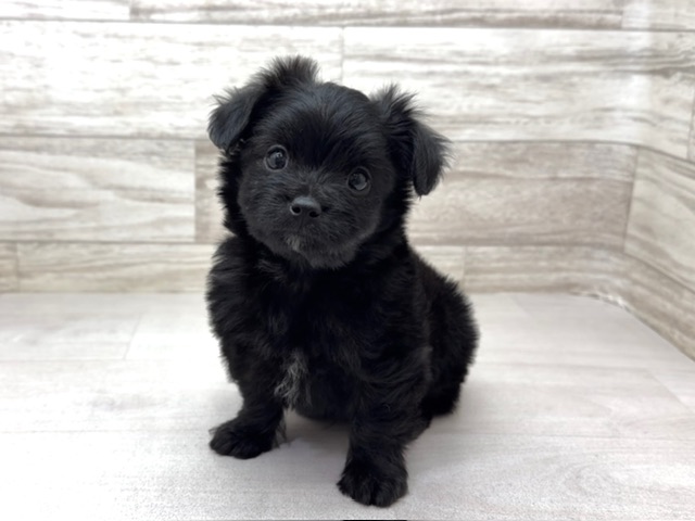 埼玉県のチワプー/プーチー(チワワ×プードル) (かねだい桶川店/2025年11月29日生まれ/男の子/ブラック)の子犬の2枚目の画像