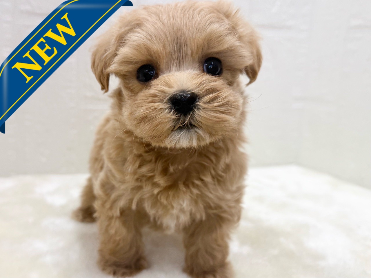 東京都のマルプー(マルチーズ×プードル) (かねだい青梅店/2025年11月29日生まれ/男の子/アプリコット)の子犬の1枚目の画像