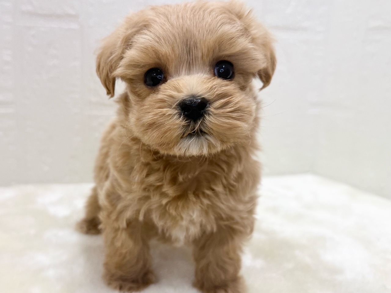 東京都のマルプー(マルチーズ×プードル) (かねだい青梅店/2025年11月29日生まれ/男の子/アプリコット)の子犬の2枚目の画像