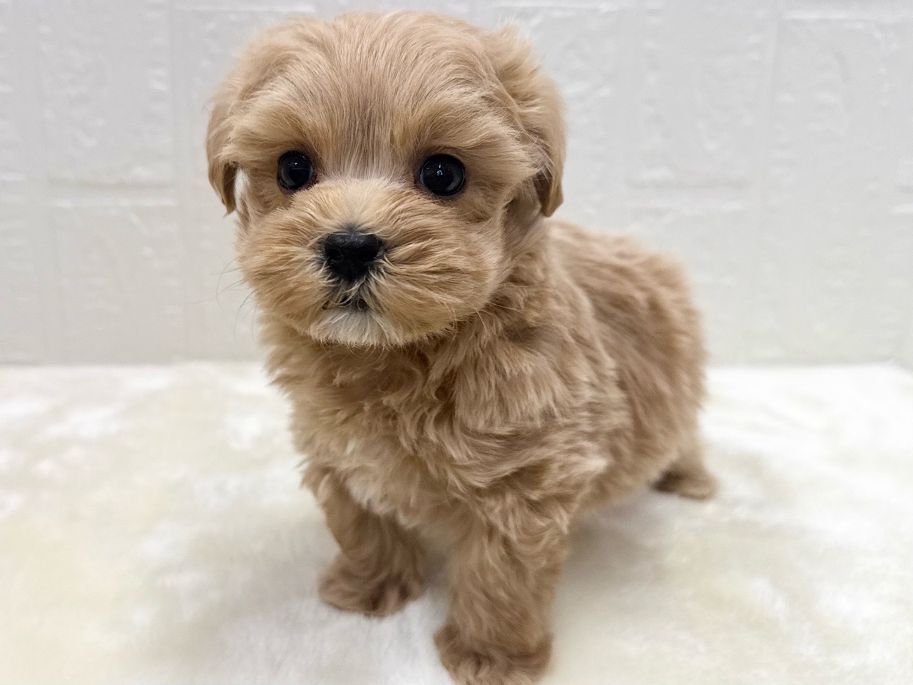 東京都のマルプー(マルチーズ×プードル) (かねだい青梅店/2025年11月29日生まれ/男の子/アプリコット)の子犬の4枚目の画像