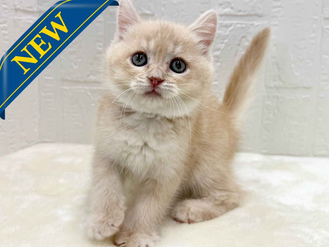 東京都のマンチカン (かねだい青梅店/2025年11月28日生まれ/男の子/クリームタビー)の子猫の1枚目の画像