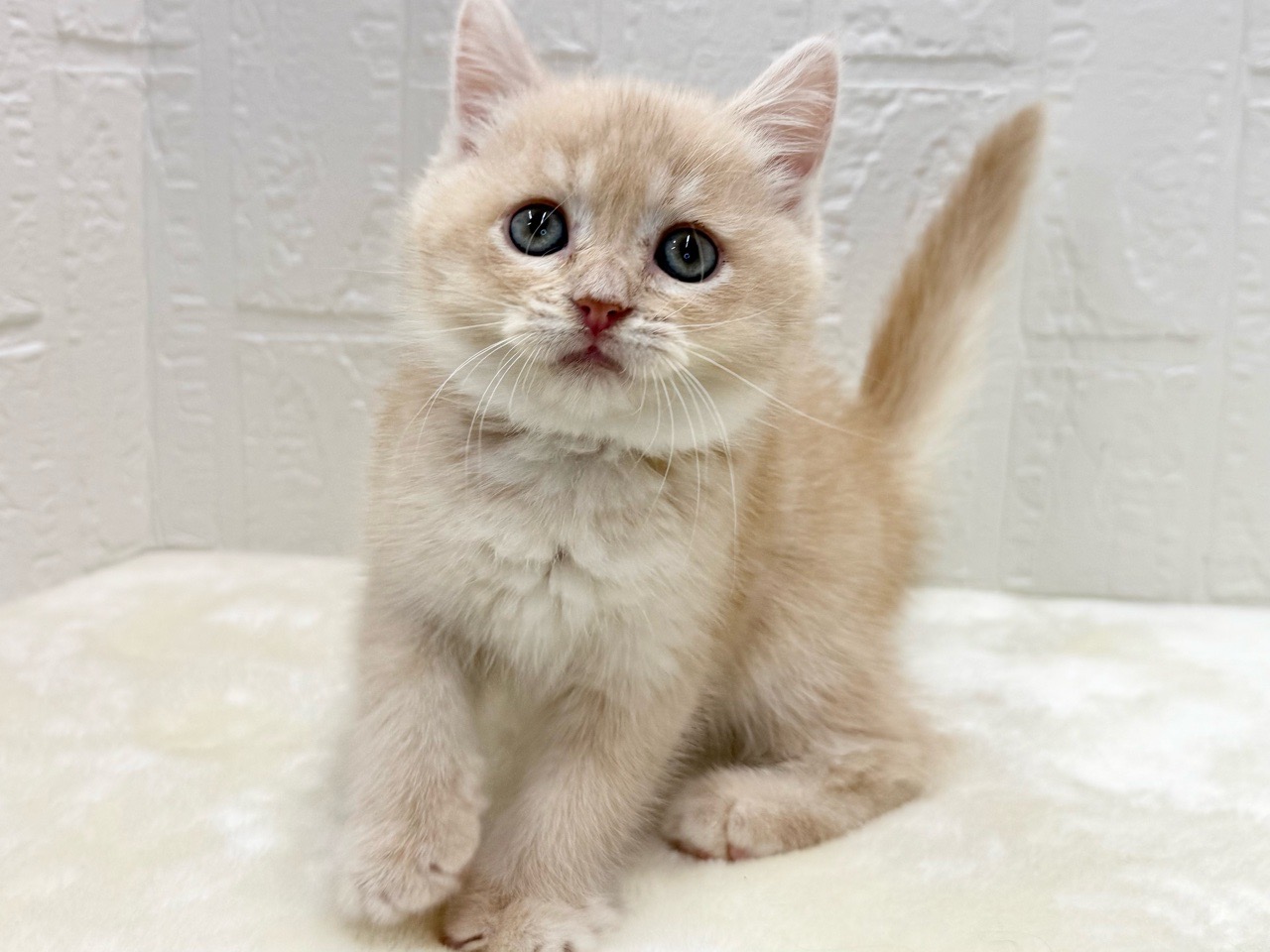 東京都のマンチカン (かねだい青梅店/2025年11月28日生まれ/男の子/クリームタビー)の子猫の2枚目の画像