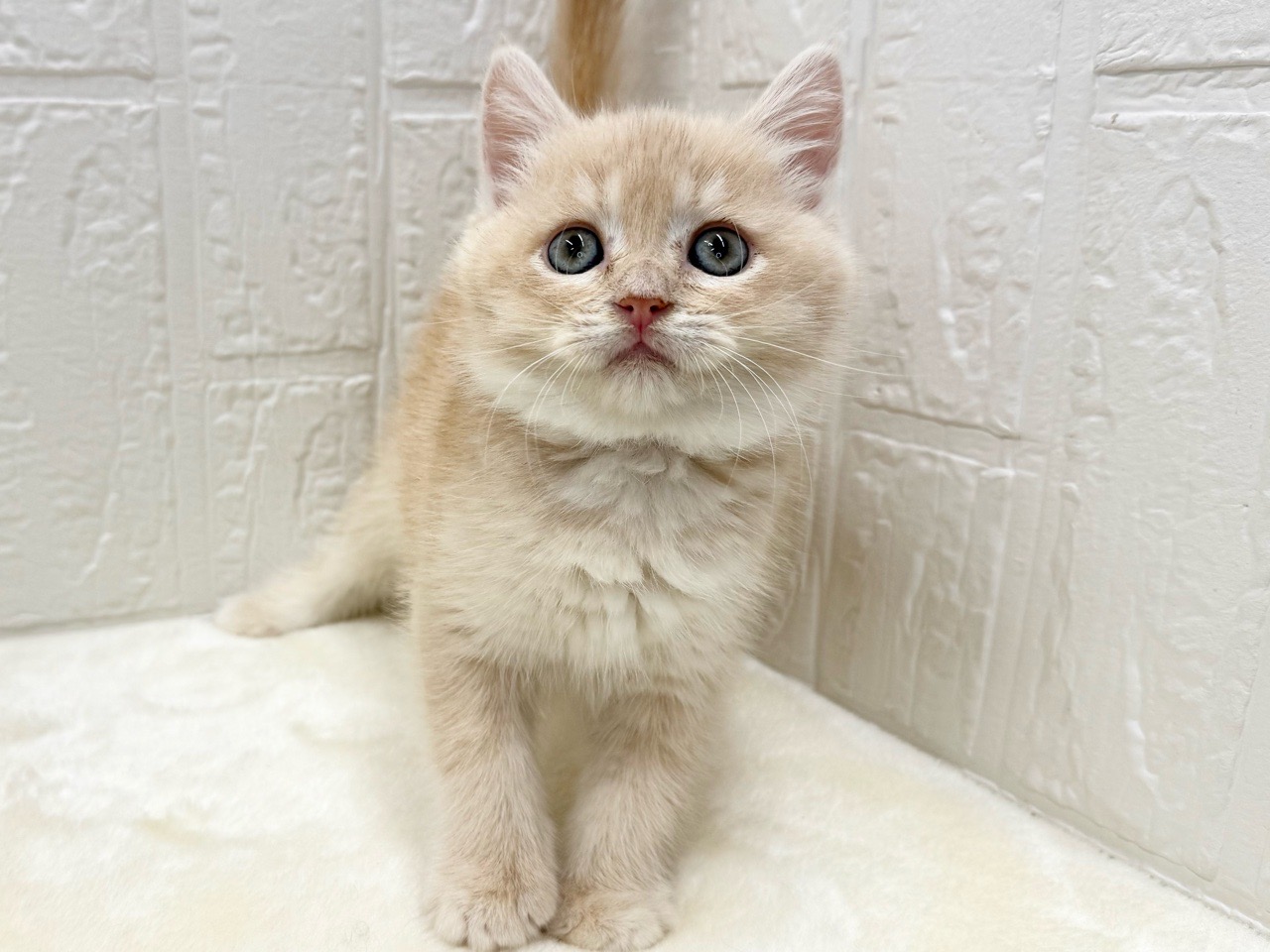 東京都のマンチカン (かねだい青梅店/2025年11月28日生まれ/男の子/クリームタビー)の子猫の4枚目の画像