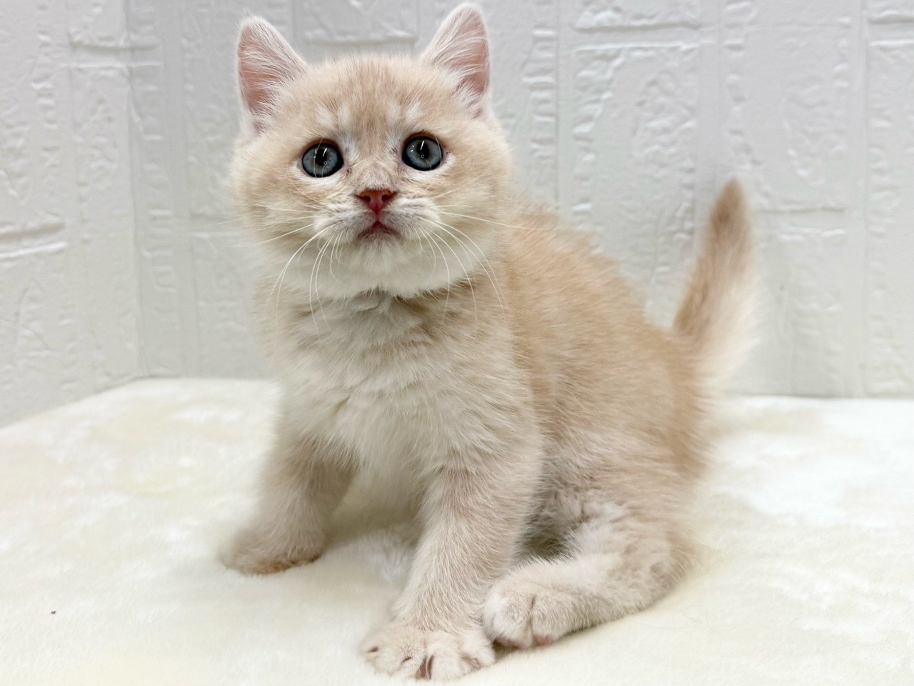 東京都のマンチカン (かねだい青梅店/2025年11月28日生まれ/男の子/クリームタビー)の子猫の4枚目の画像