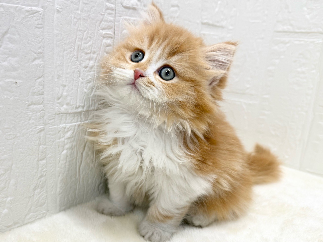 東京都のミヌエット (かねだい青梅店/2025年12月1日生まれ/男の子/レッドタビーホワイト)の子猫の3枚目の画像