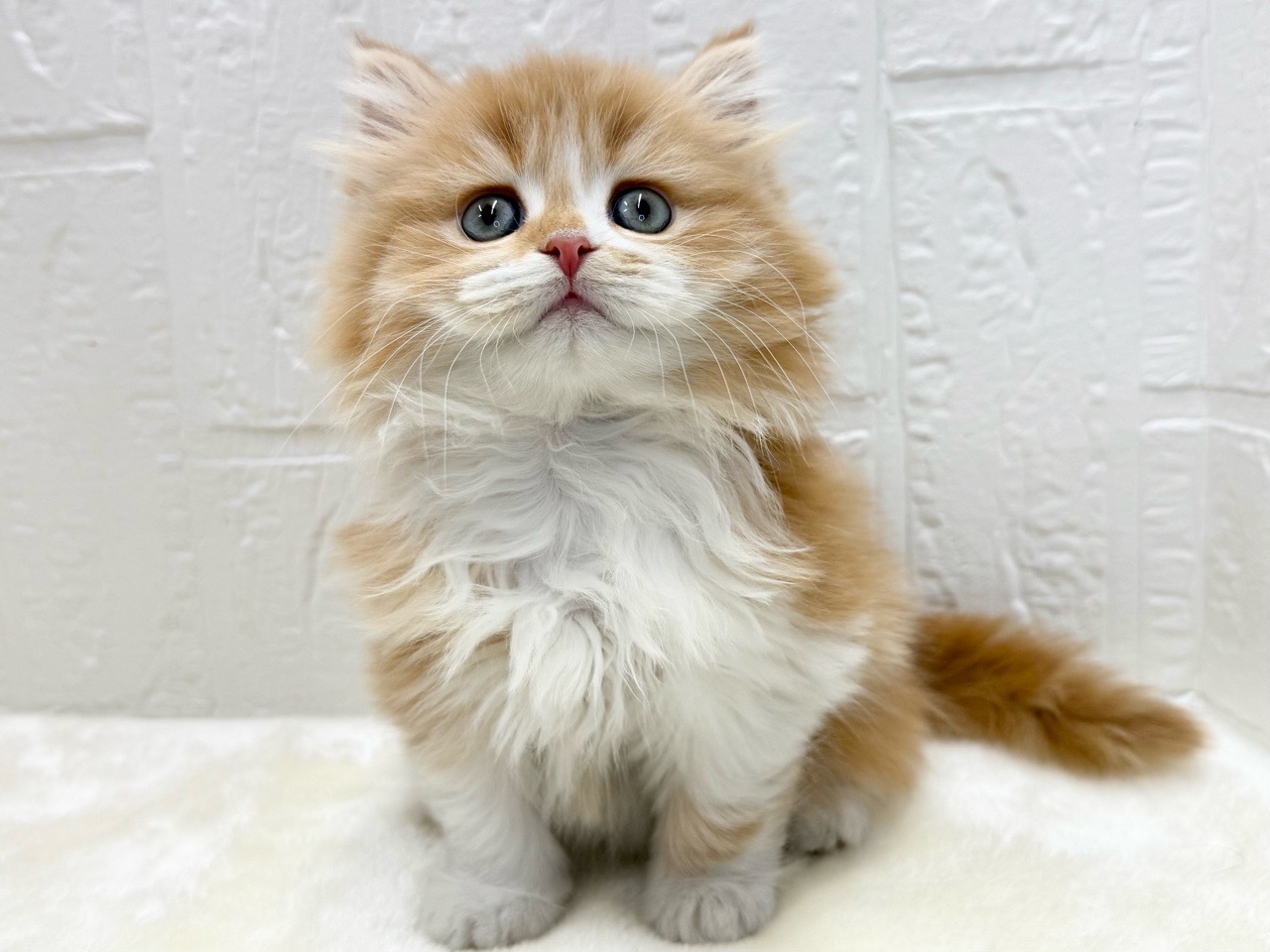 東京都のミヌエット (かねだい青梅店/2025年12月1日生まれ/男の子/レッドタビーホワイト)の子猫の4枚目の画像