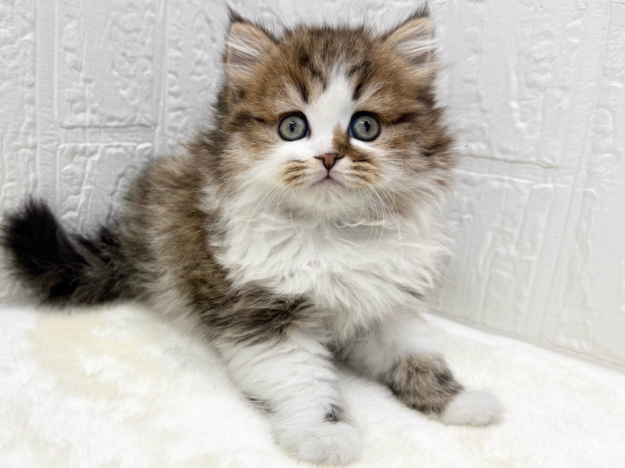 東京都のミヌエット (かねだい青梅店/2025年12月1日生まれ/女の子/ブラウンタビーホワイト)の子猫の4枚目の画像