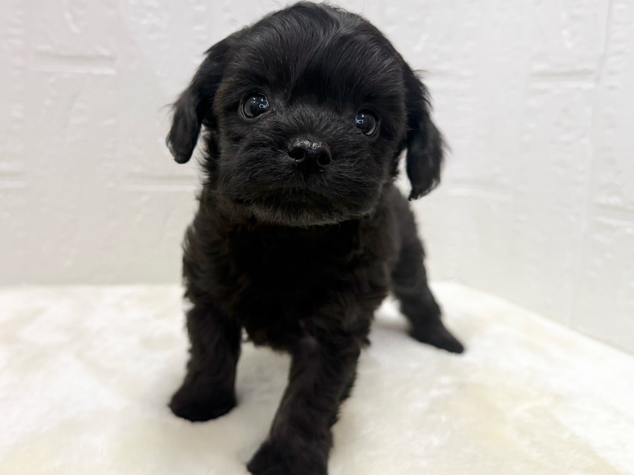 東京都のチワプー/プーチー(チワワ×プードル) (かねだい青梅店/2025年12月2日生まれ/女の子/ブラック)の子犬の3枚目の画像