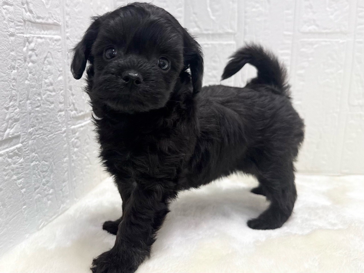 東京都のチワプー/プーチー(チワワ×プードル) (かねだい青梅店/2025年12月2日生まれ/女の子/ブラック)の子犬の4枚目の画像