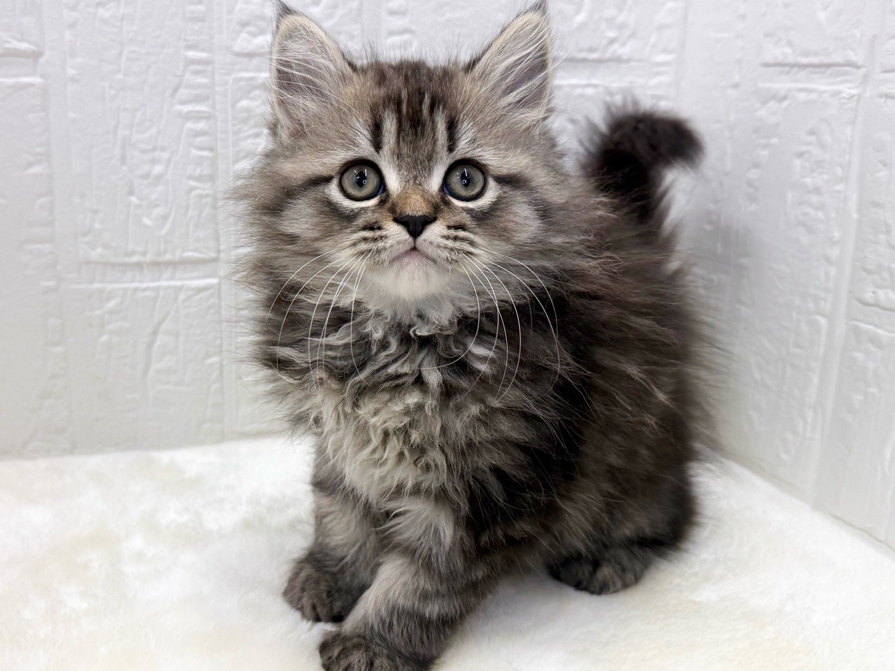 東京都のミヌエット (かねだい青梅店/2025年11月24日生まれ/男の子/ブラウンタビー)の子猫の3枚目の画像