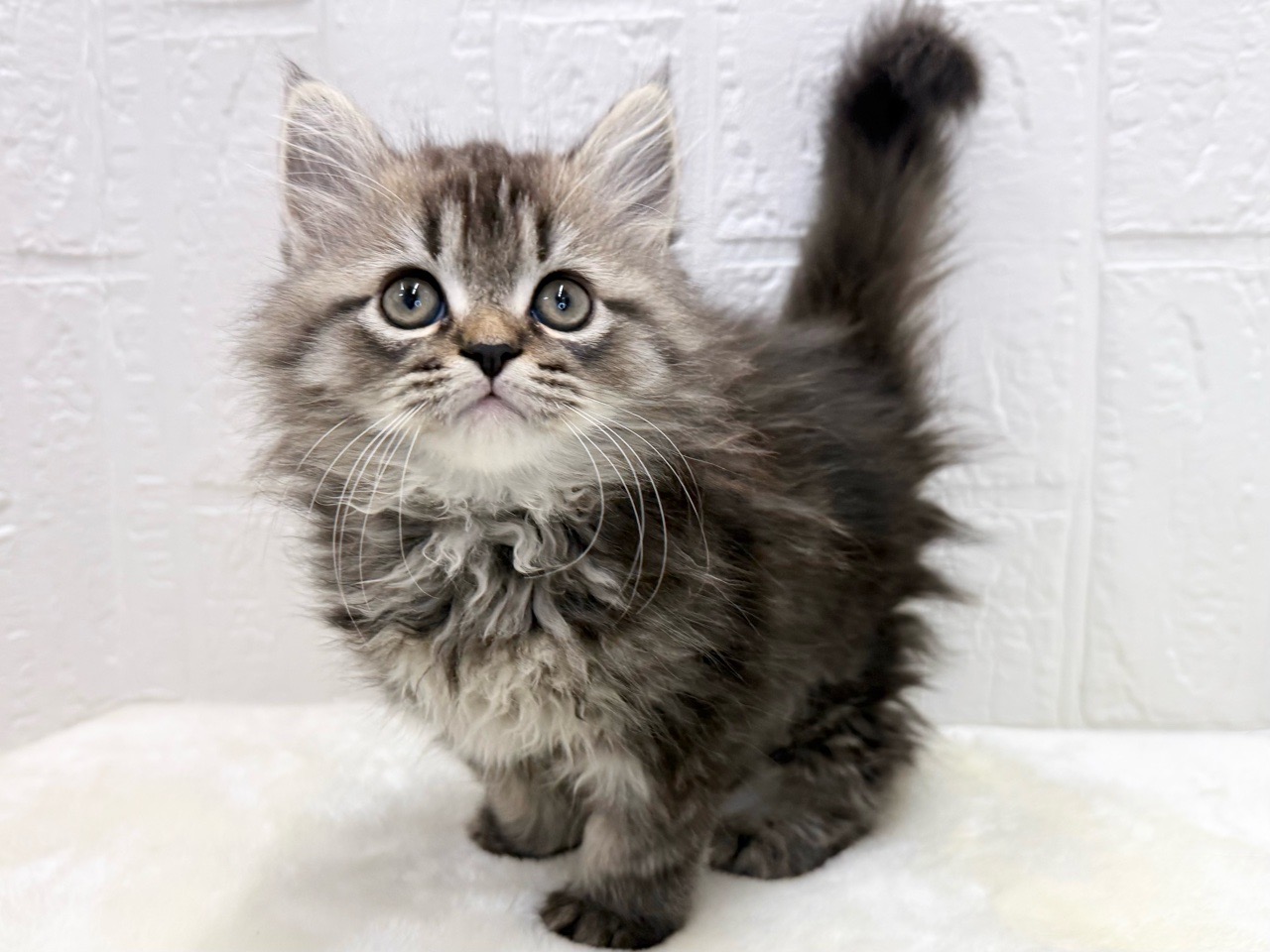 東京都のミヌエット (かねだい青梅店/2025年11月24日生まれ/男の子/ブラウンタビー)の子猫の4枚目の画像