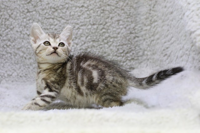 埼玉県のアメリカンショートヘアー (かねだい草加店/2025年12月1日生まれ/女の子/シルバータビー)の子猫の1枚目の画像