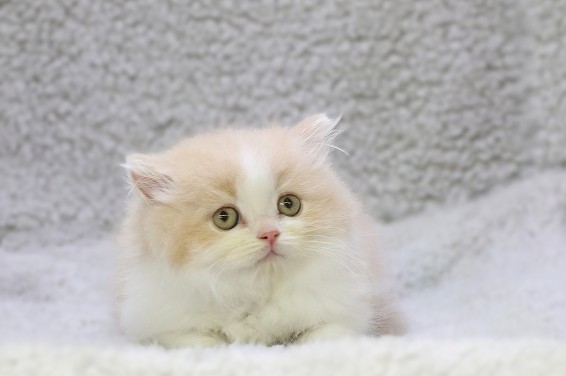 埼玉県のスコティッシュフォールド (かねだい草加店/2025年11月20日生まれ/男の子/クリームタビーホワイト)の子猫の1枚目の画像