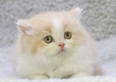 埼玉県のスコティッシュフォールド (かねだい草加店/2025年11月20日生まれ/男の子/クリームタビーホワイト)の子猫の2枚目の画像