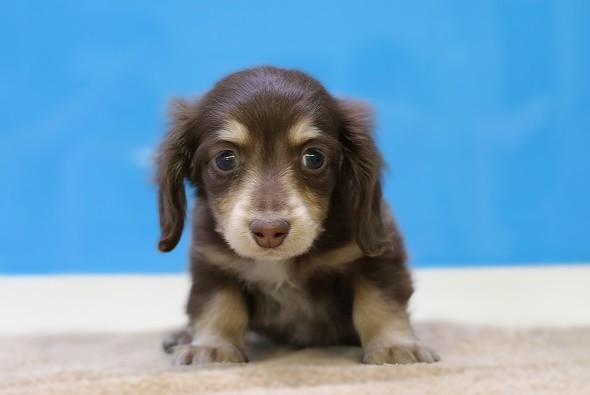 埼玉県のミニチュアダックスフンド(ロング) (かねだい草加店/2025年11月24日生まれ/男の子/チョコレートイエロー)の子犬の1枚目の画像